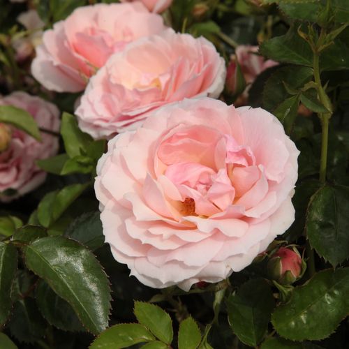 Gärtnerei - Rosa Chewgentpeach - rosa - floribunda-grandiflora rosen  - duftlos - Christopher H. Warner - Apricotfarbene Floribund-Rose mit diskretem Duft. Ihre Blütenfarbe wird hervorgehoben vom hellgelben, bräunlich orangen, sowie bronzefarbenen Laub un